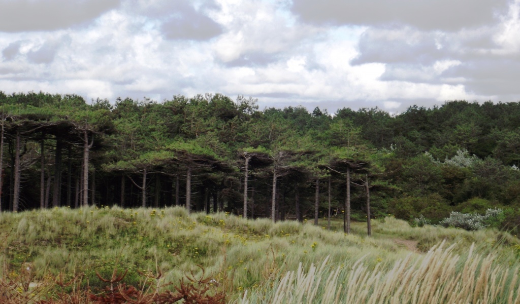 Formby sand dunes